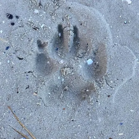 Bibernest * Ziethen (Vorpommern-Greifswald)