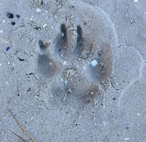 Bibernest * Ziethen (Vorpommern-Greifswald)